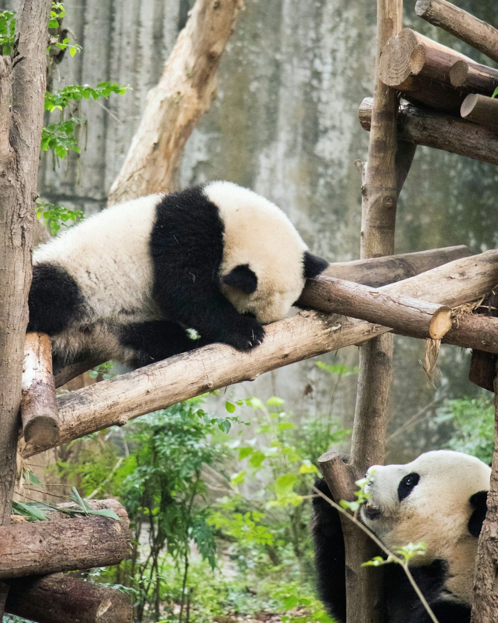 panda on tree branch during daytime