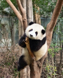 panda bear on brown tree branch during daytime