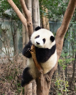 panda bear on brown tree branch during daytime