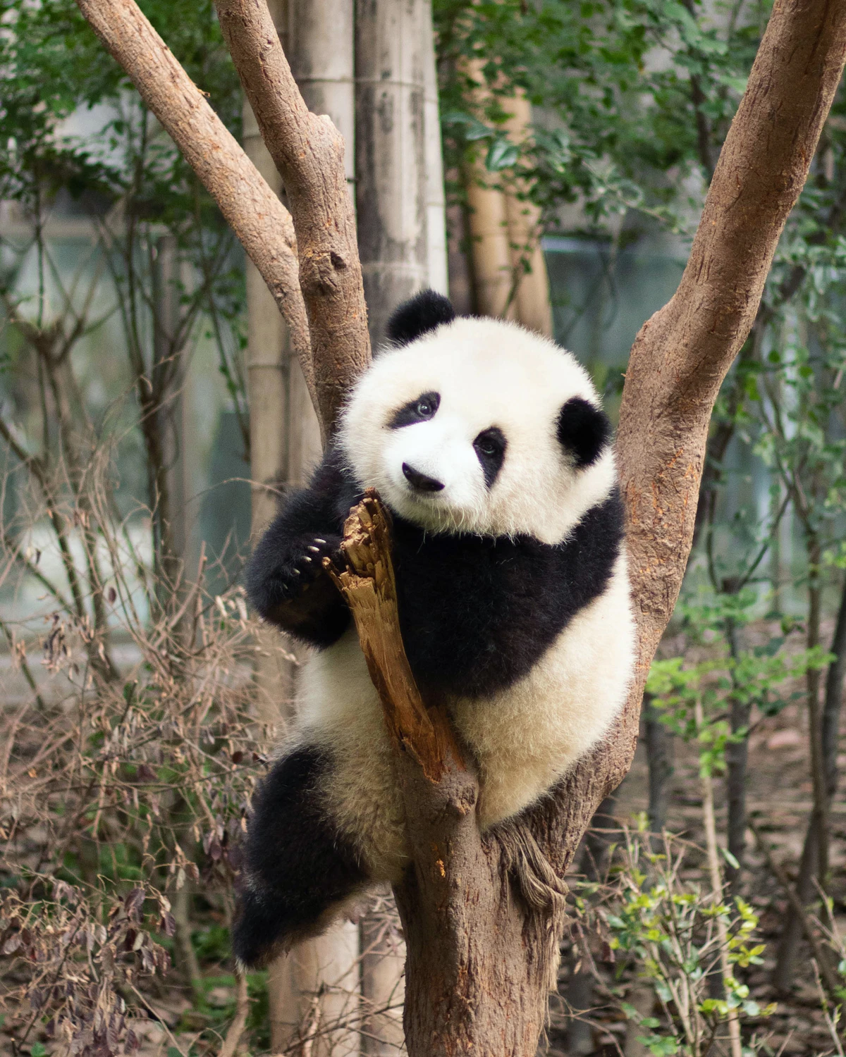 Panda in Chengdu