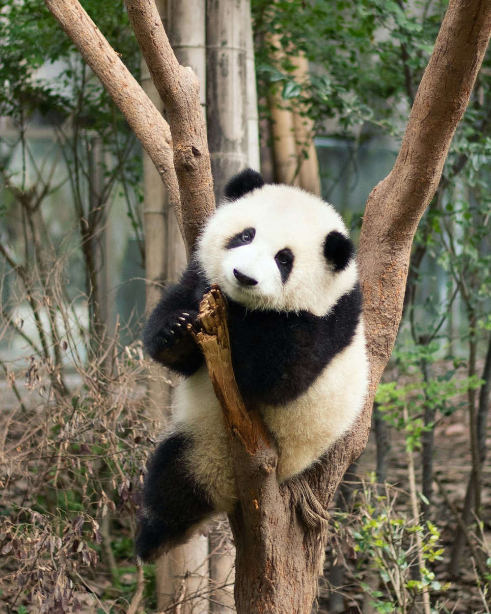 Panda sur une branche d’arbre brune pendant la journée