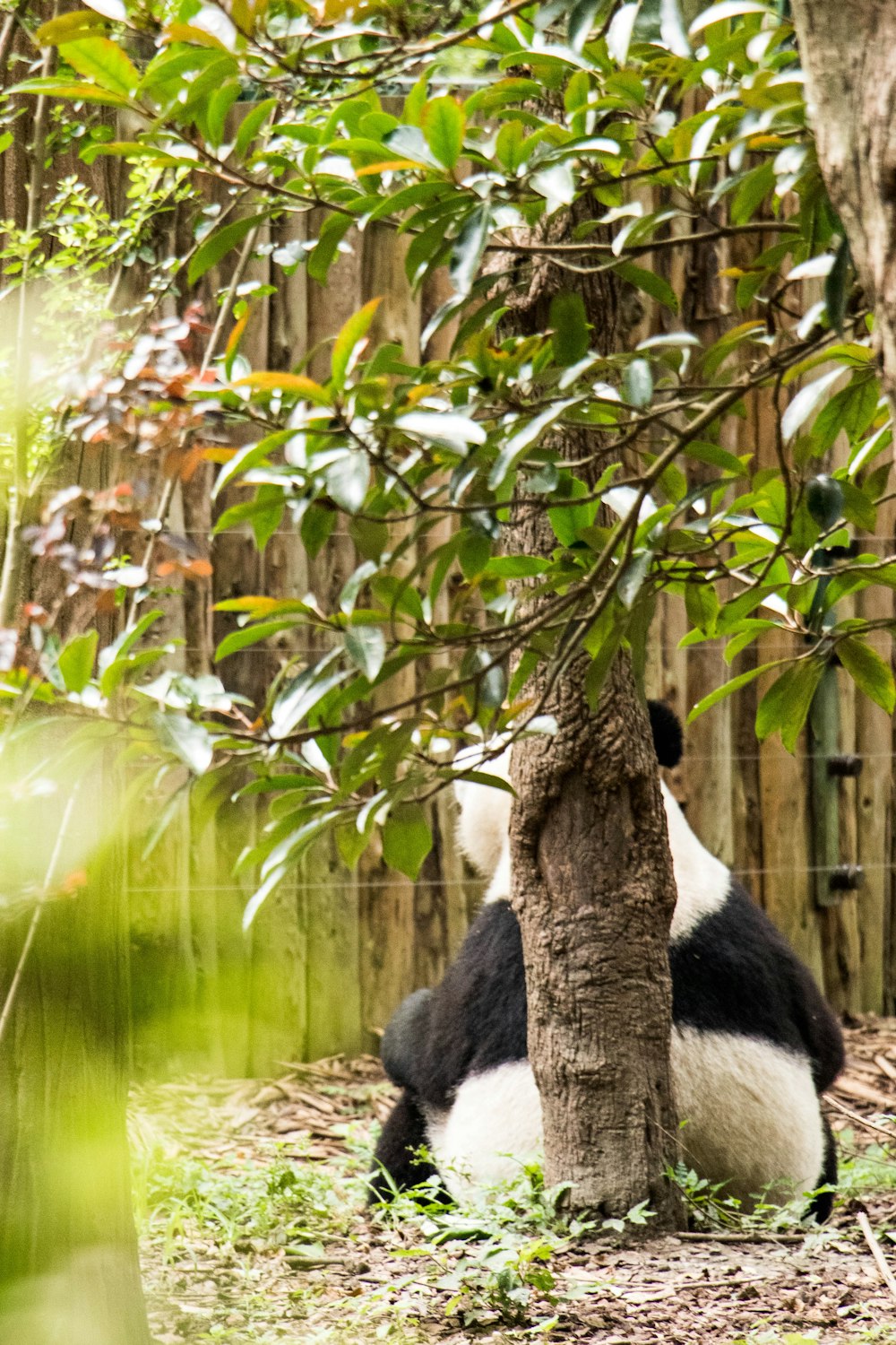 panda on tree branch during daytime