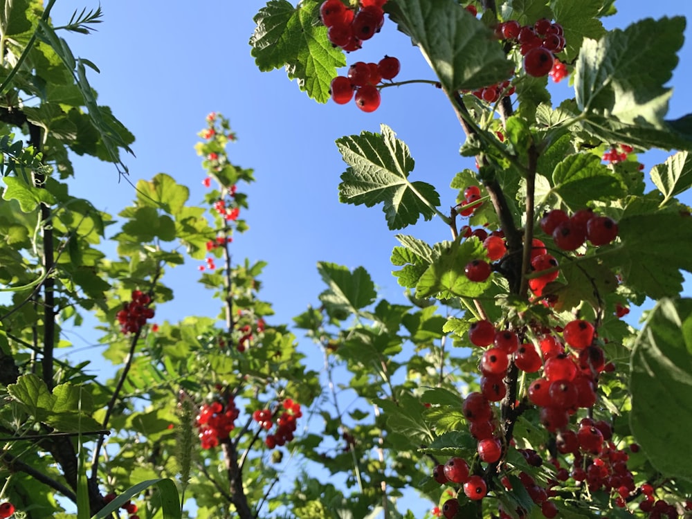 fruits ronds rouges sur feuilles vertes pendant la journée