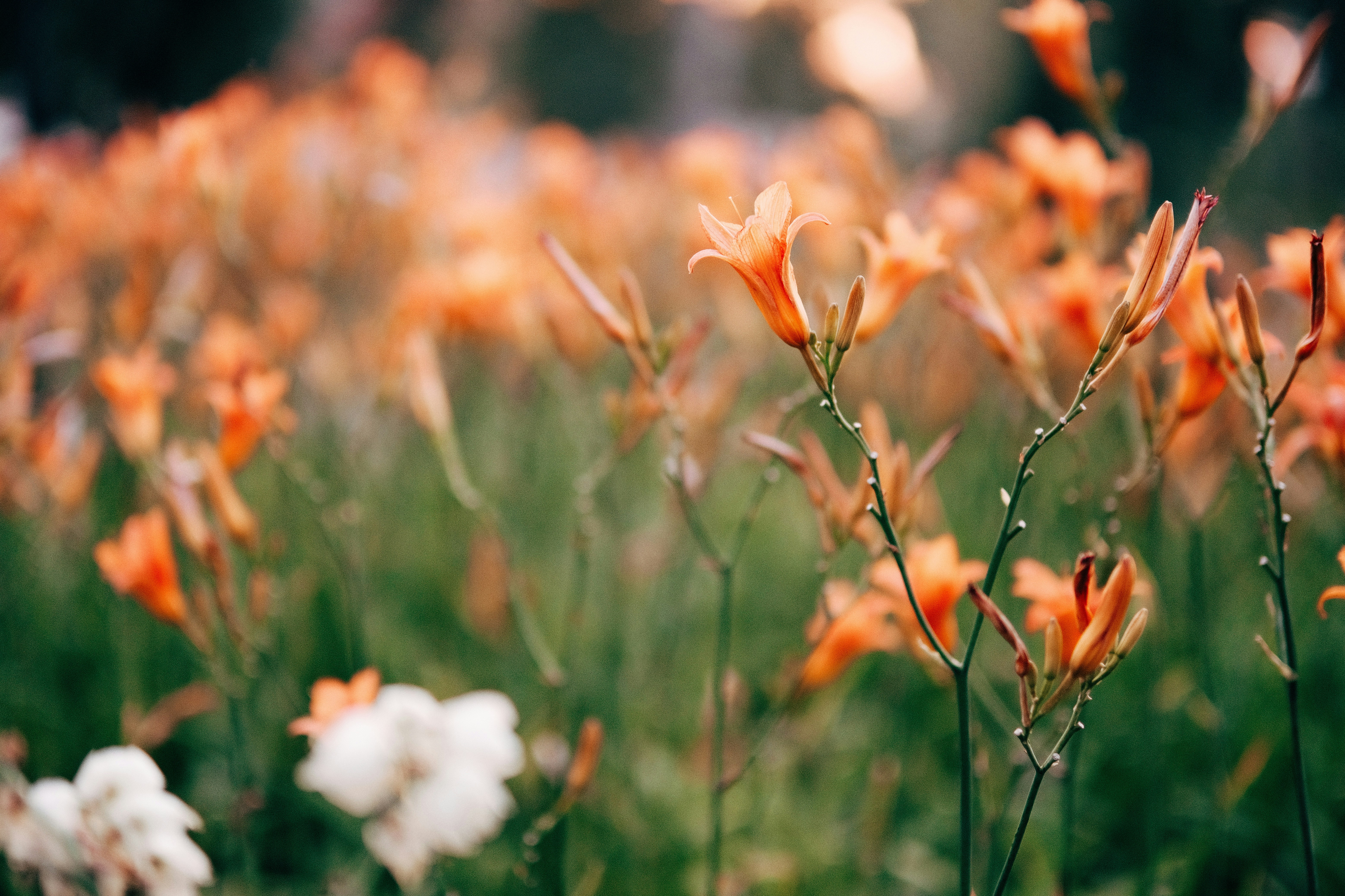 Photo by egorkomarov