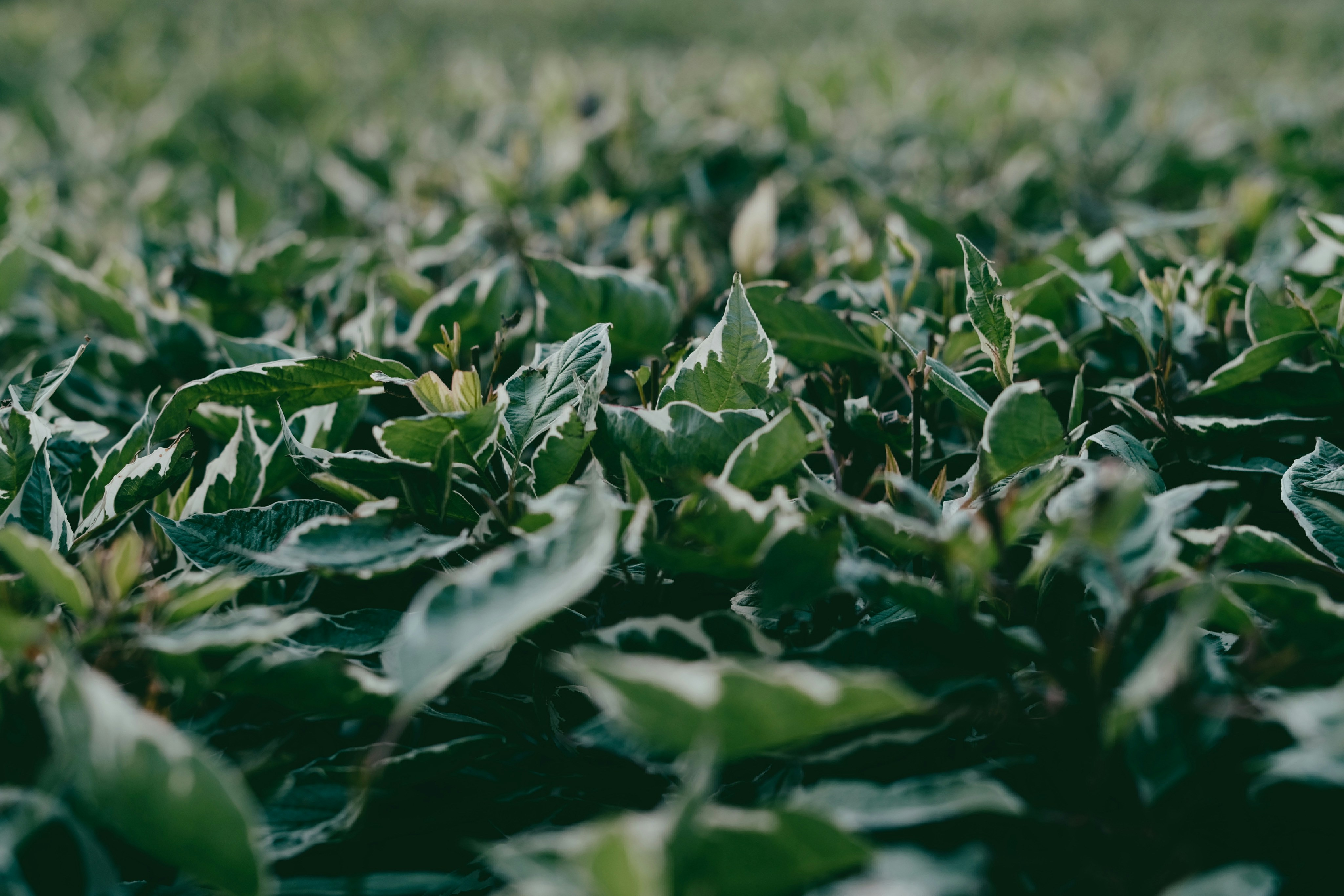 Photo by egorkomarov