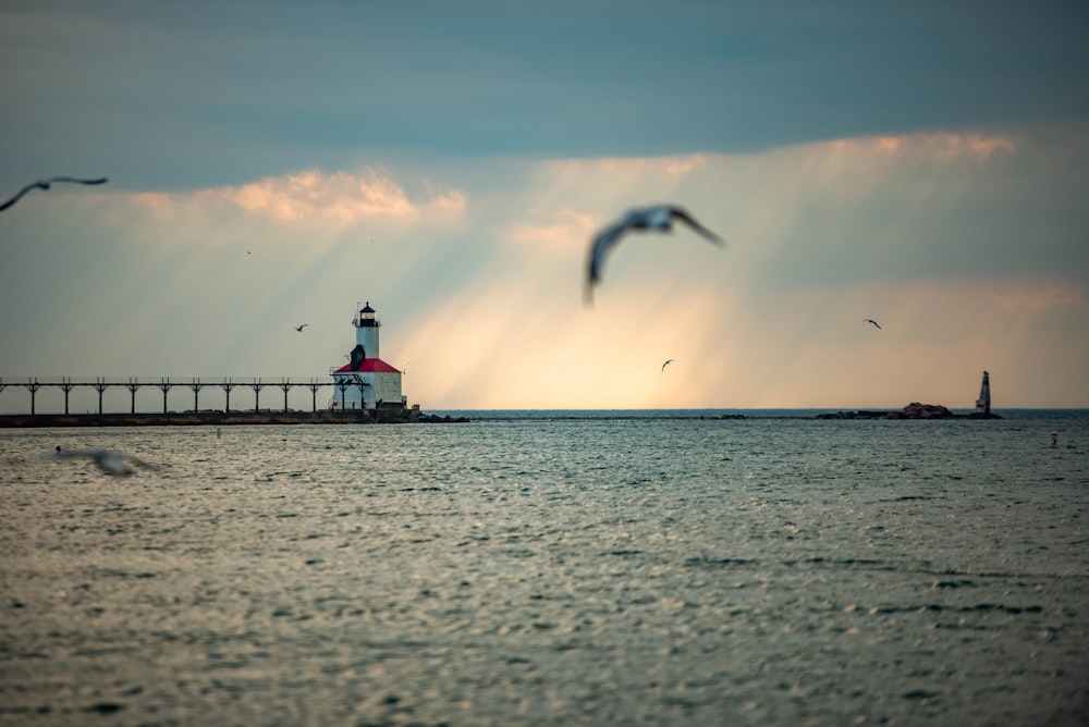 silhouette of bird flying over the sea during sunset