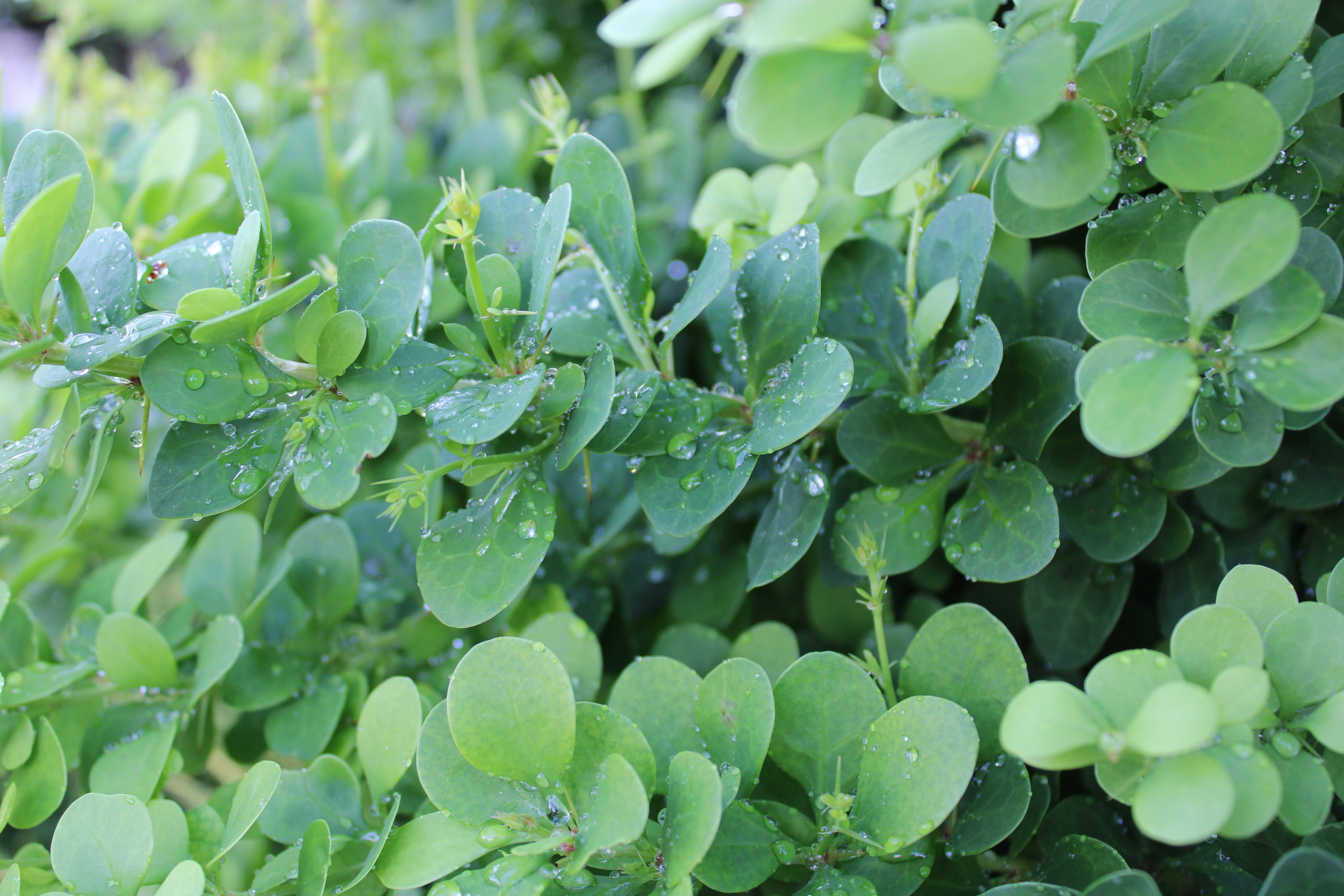 Photo by starbutterfly