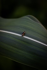 A small, black insect with yellow spots crawling on a large, green leaf. The leaf has distinct lines and a smooth texture, and the background is dark and blurred, emphasizing the insect and leaf.