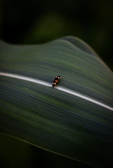 Macro shot of a common agricultural pest crawling on a green leaf.