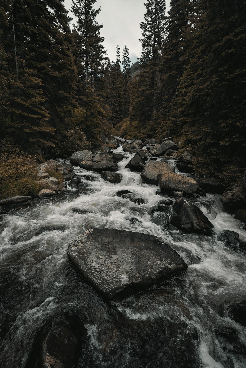 river in the middle of forest