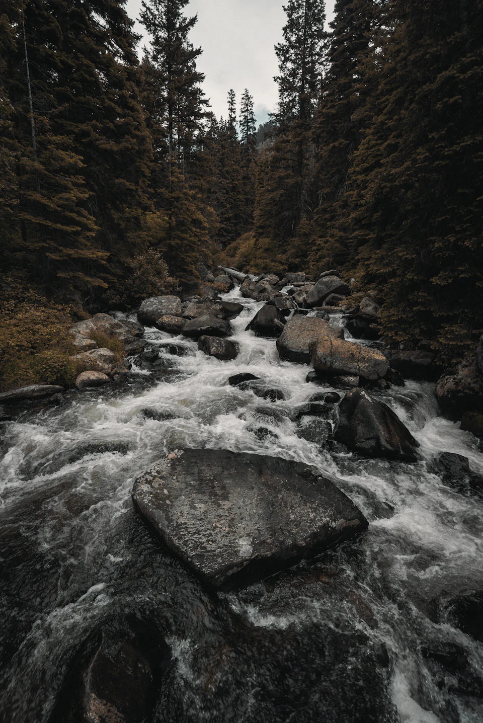 River flowing through a forest in Idaho