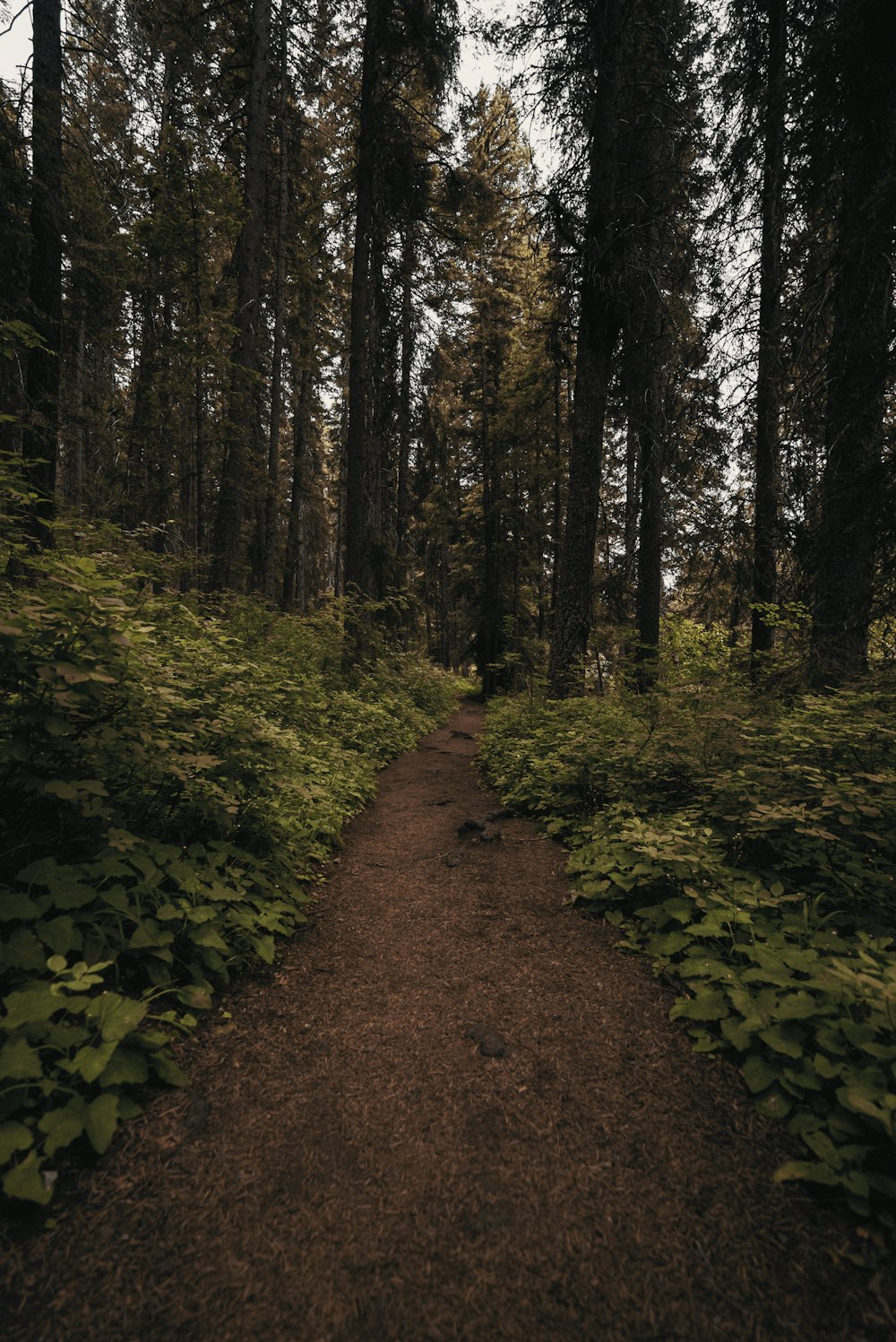 Brauner Feldweg inmitten grüner Bäume