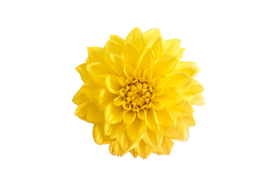 yellow flower in white background