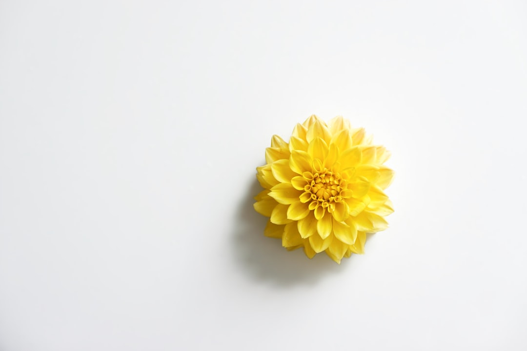 yellow flower on white background