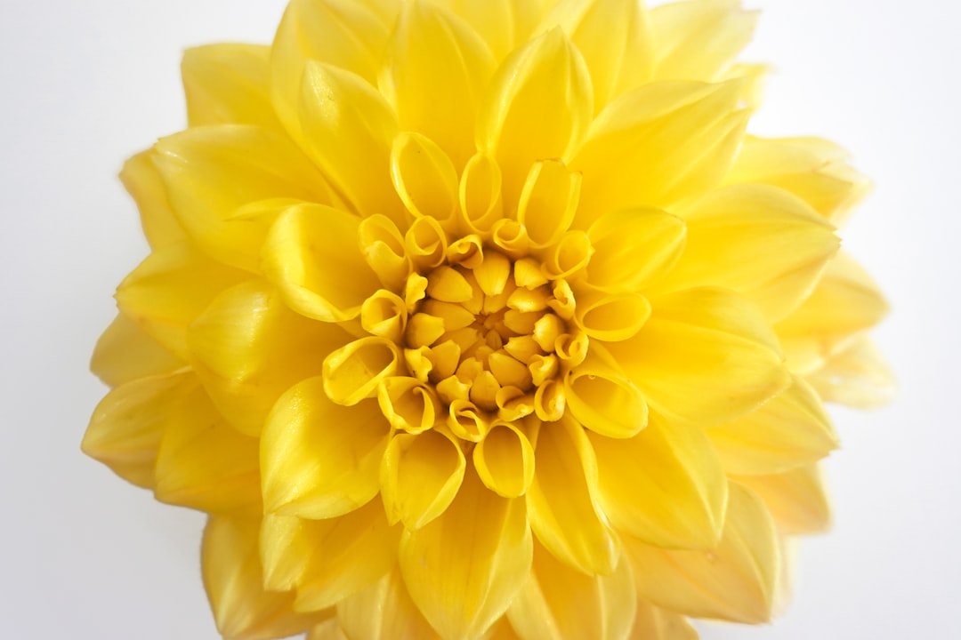 yellow flower in close up photography