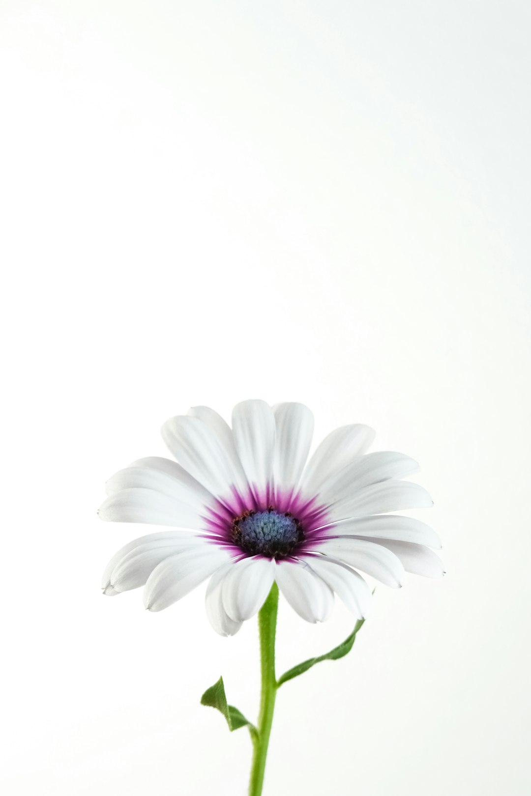 white and purple flower with white background