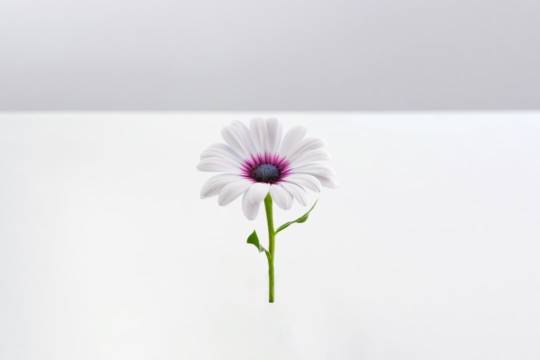 white and pink flower on white background