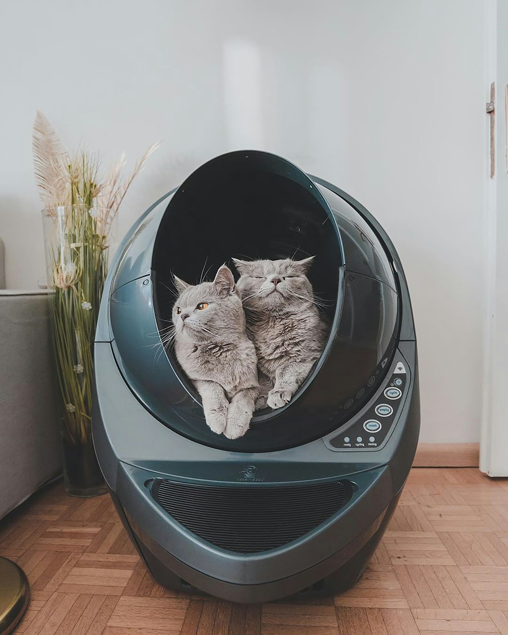 silver tabby cat in black and silver pet bed