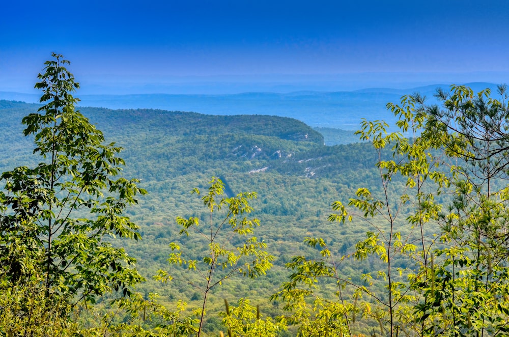 green trees on mountain under blue sky during daytime