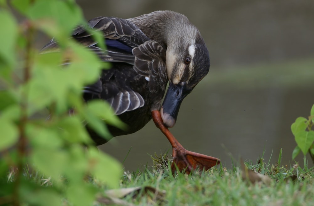 Anatra nera e grigia su erba verde