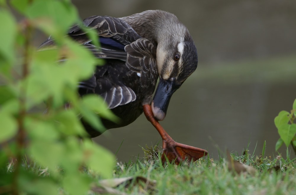 black and gray duck on green grass