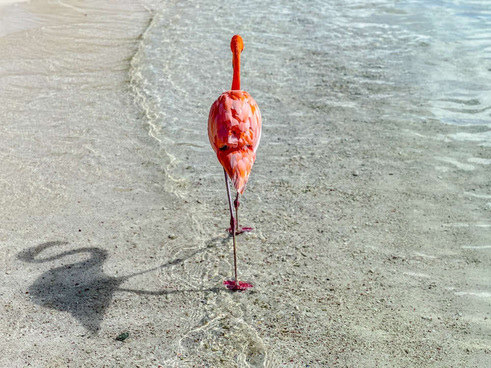 red flamingo on brown sand during daytime