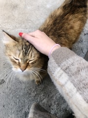 A serene, brown tabby cat is being gently petted on its head by a person with red nail polish and wearing a beige checkered coat. The cat appears content with its eyes closed. The background is a gray, rough concrete surface.