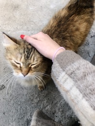 A serene, brown tabby cat is being gently petted on its head by a person with red nail polish and wearing a beige checkered coat. The cat appears content with its eyes closed. The background is a gray, rough concrete surface.