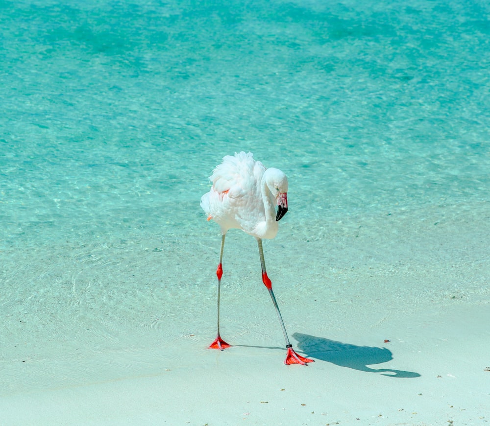 pink flamingo on body of water during daytime