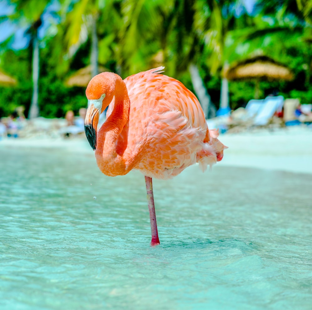 pink flamingo on water during daytime