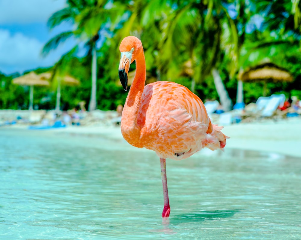 日中の水上のピンクのフラミンゴ