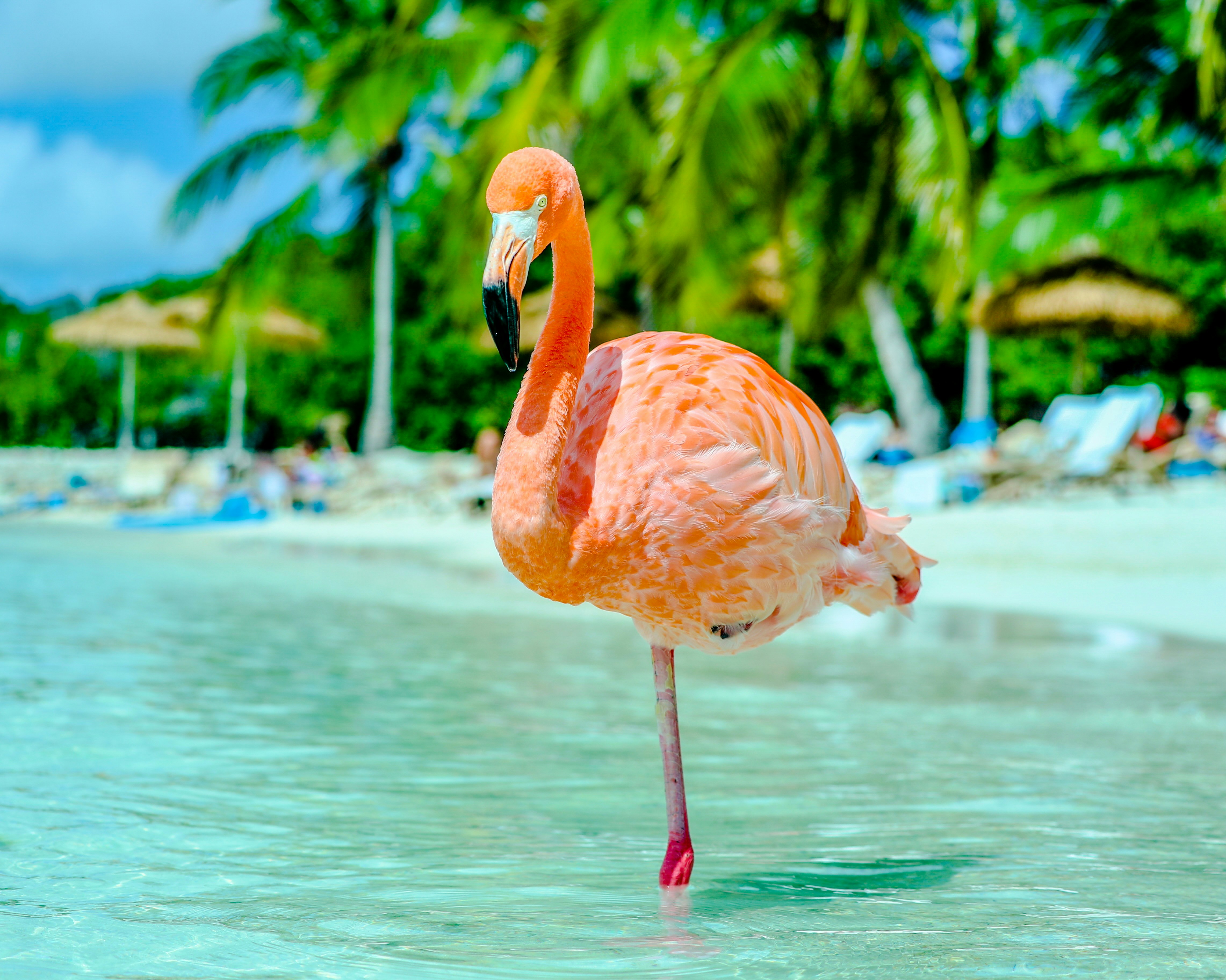 Pink flamingo on the Renaissance island, part of Aruba island, the Caribbean islands.