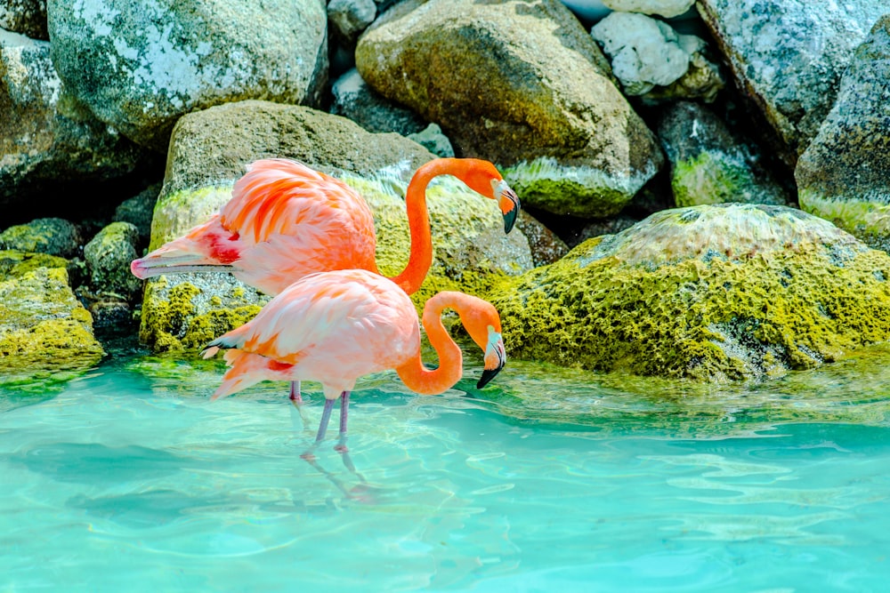 flamingos cor-de-rosa na água durante o dia