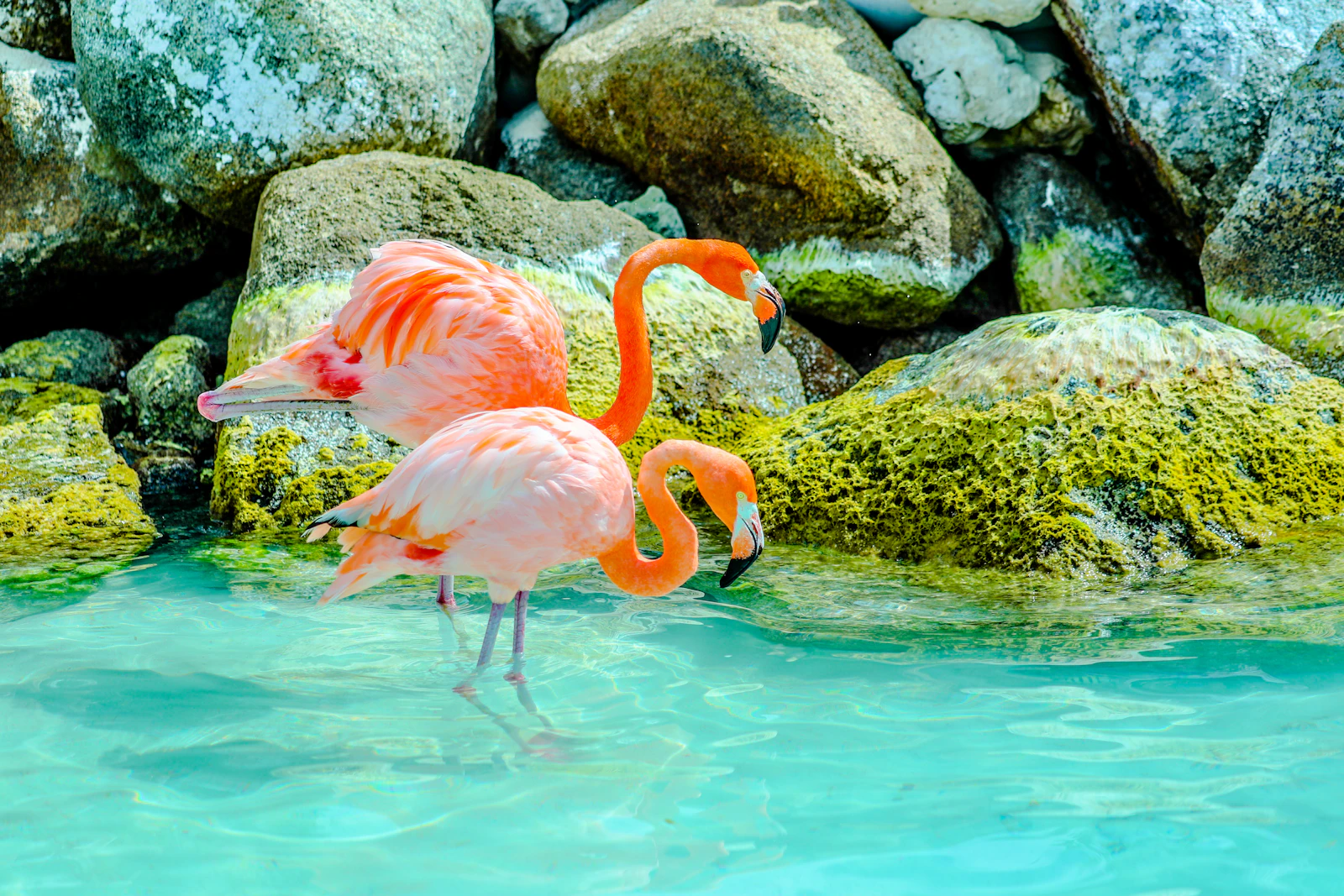 Dos flamencos en la playa de Renaissance Island