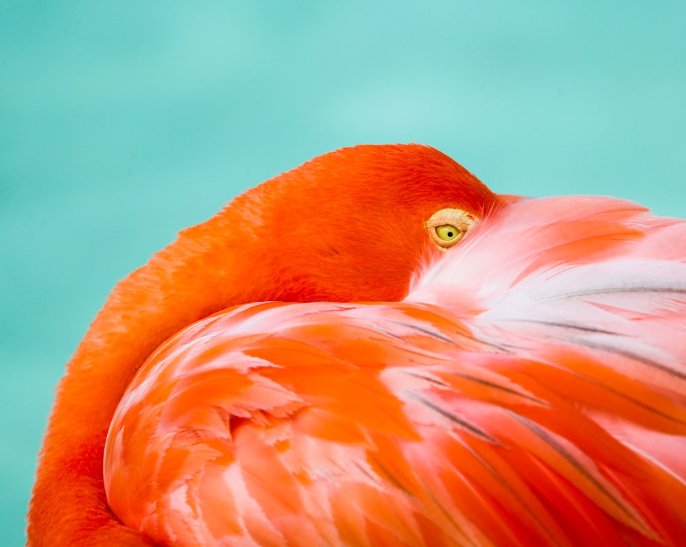 flamingo rosa na água durante o dia