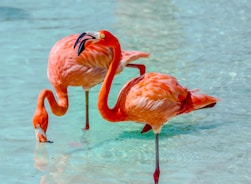 pink flamingos on water during daytime