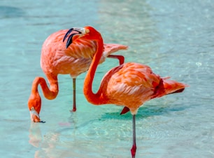 pink flamingos on water during daytime