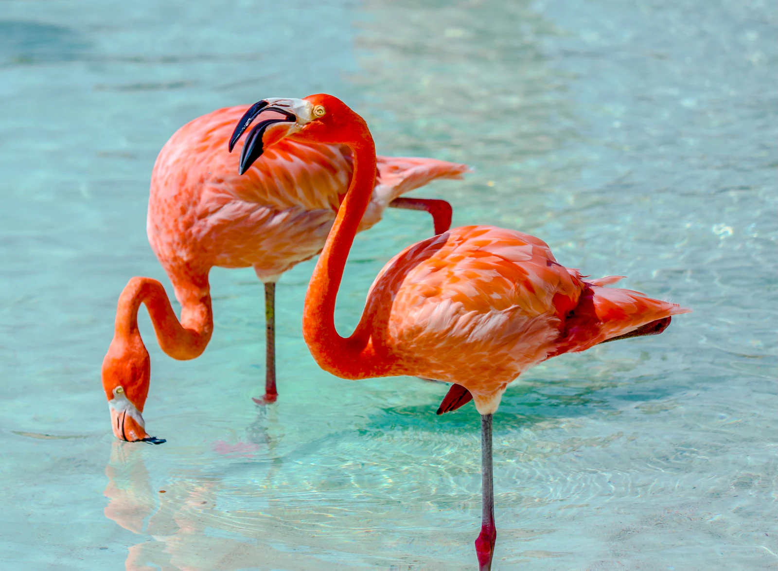 Aerial view of Renaissance Island private beach with flamingos near the waterline and turquoise Caribbean sea