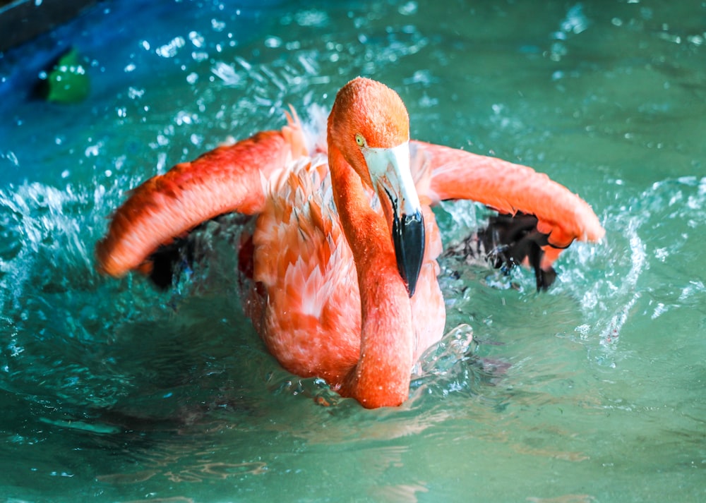 pink flamingo on water during daytime