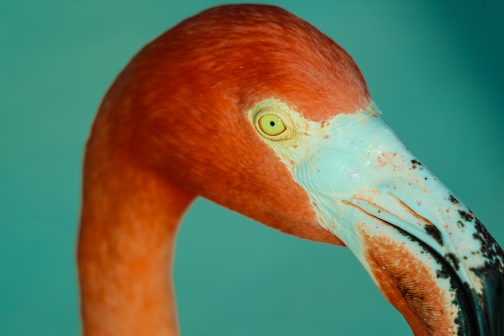 pink flamingo in close up photography