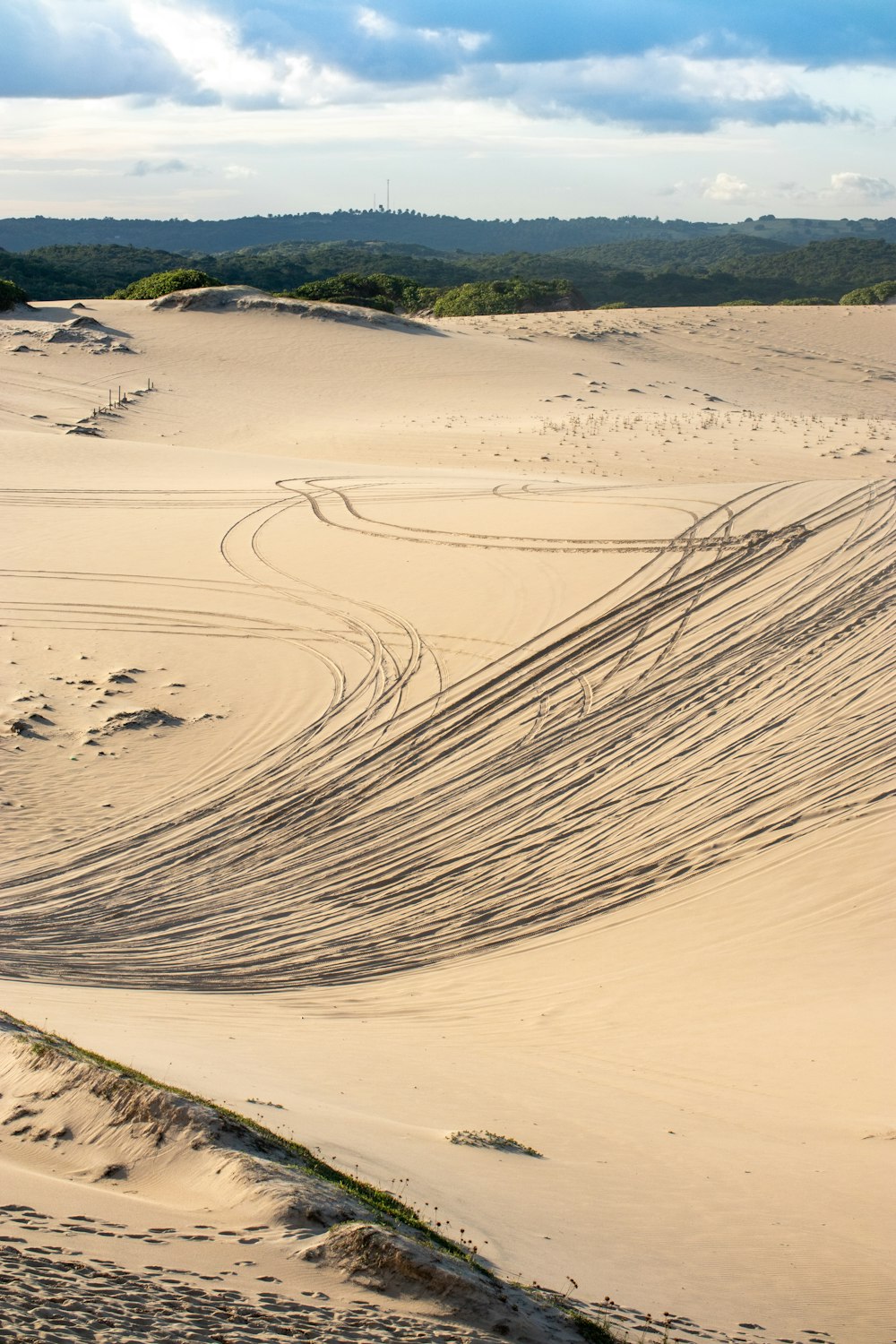 brown sand near green trees during daytime