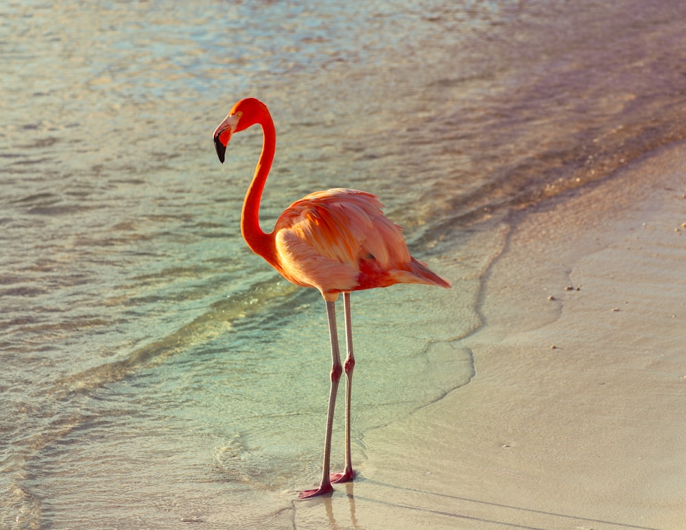 flamant rose sur sable brun pendant la journée