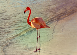 pink flamingo on brown sand during daytime