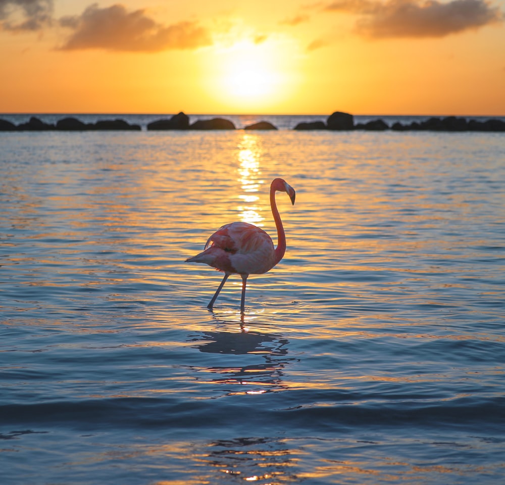 pink flamingo on body of water during daytime