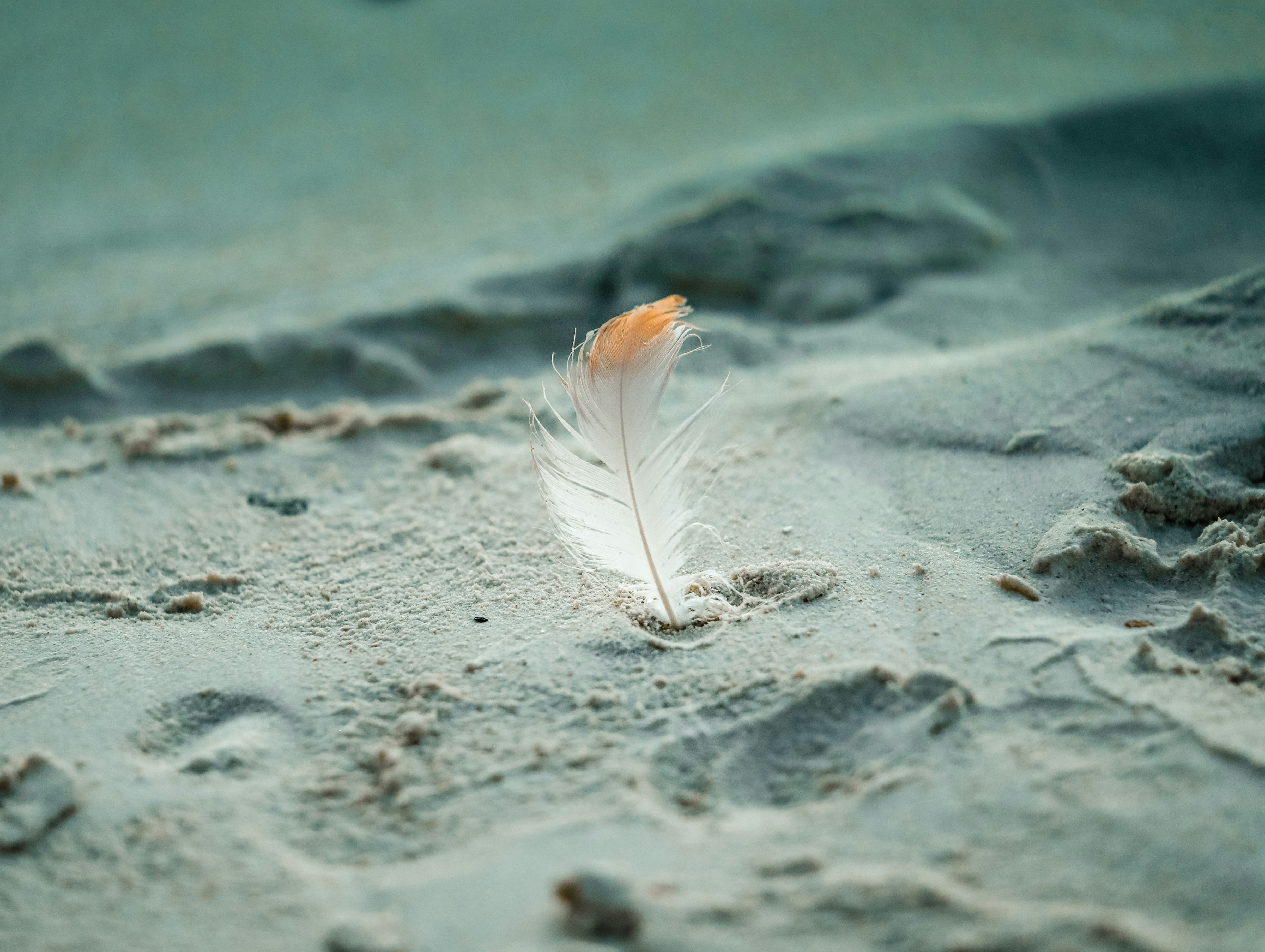 A peace of feather from pink flamingo on the Renaissance island, part of Aruba island, the Caribbean islands.