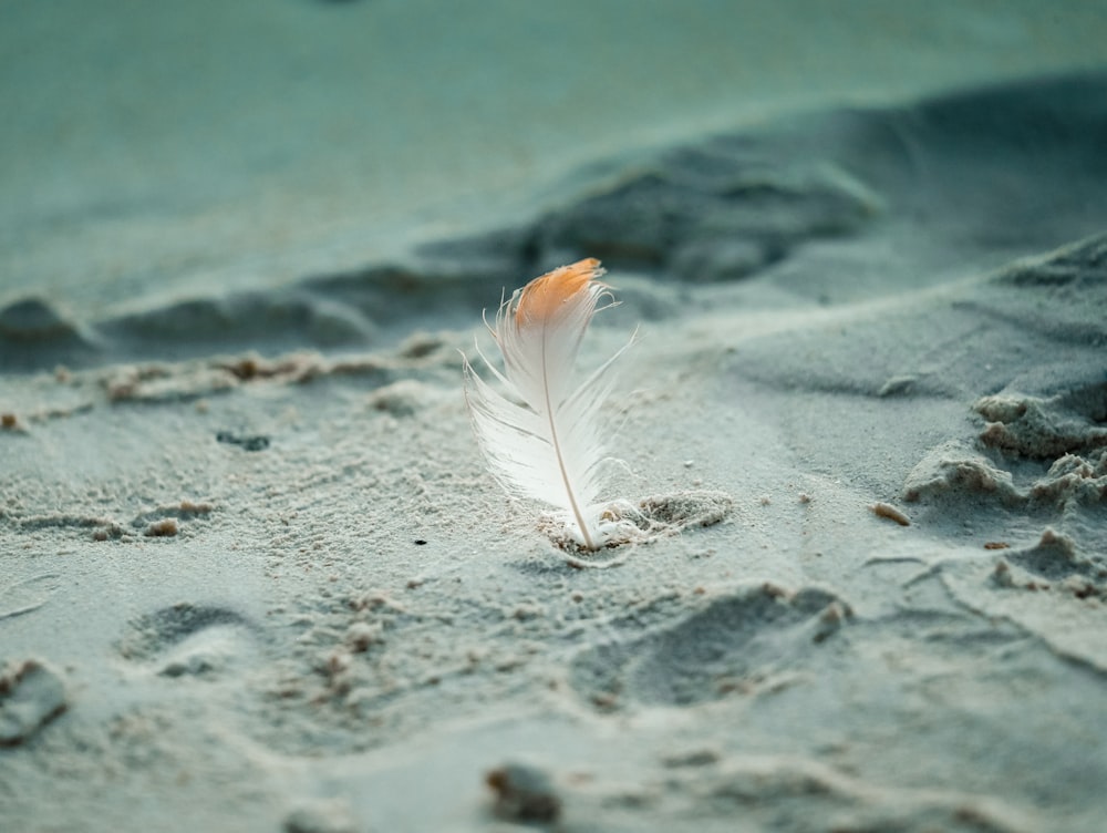 white feather on gray sand