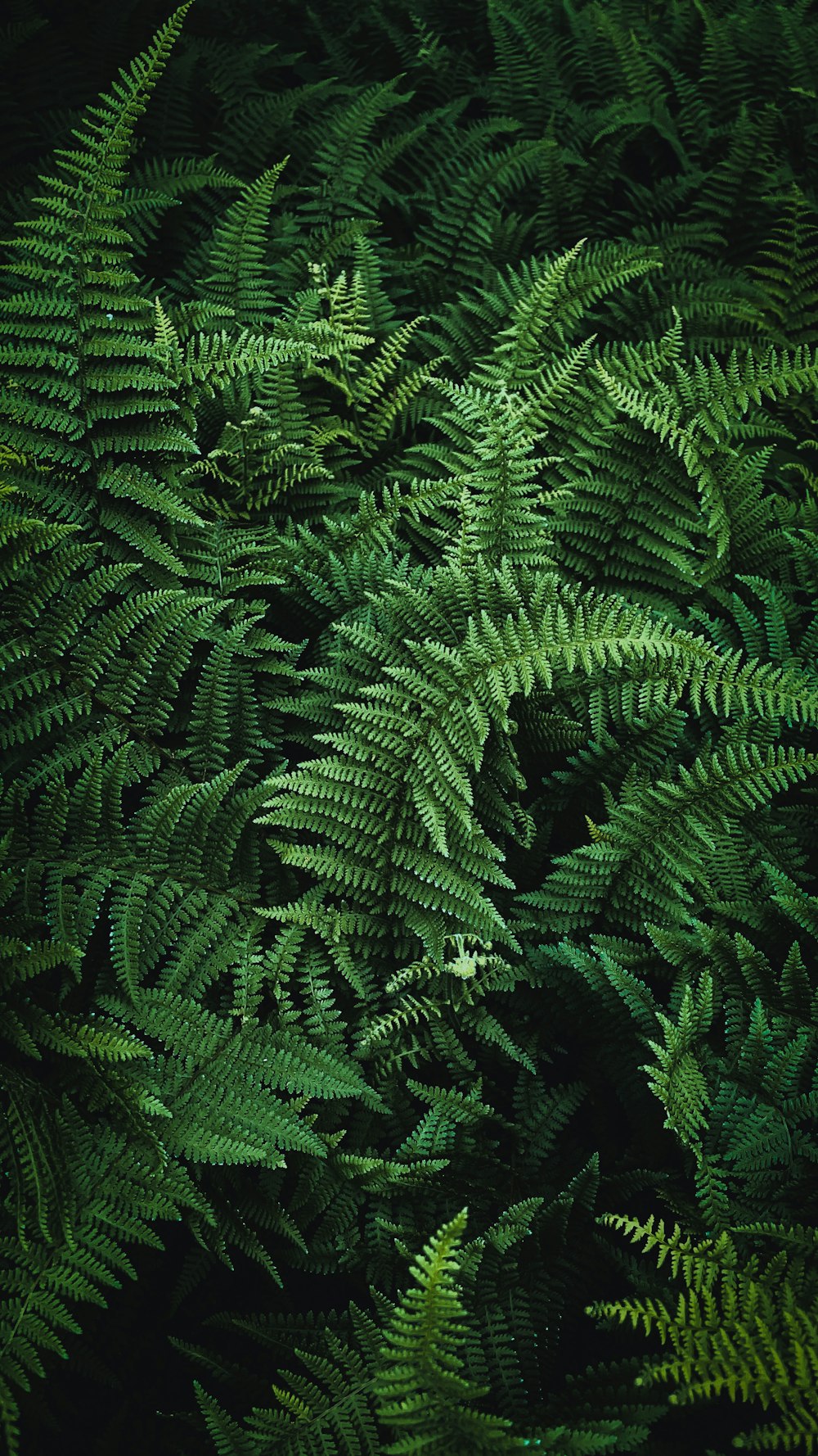 planta de samambaia verde durante o dia