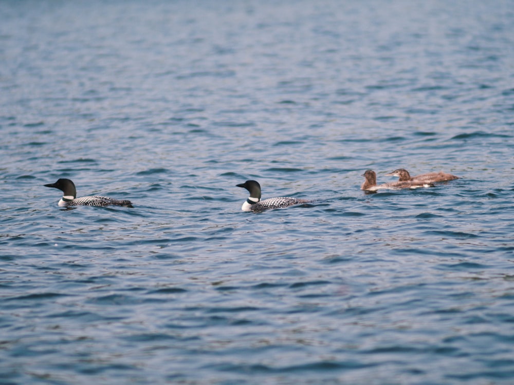 3 black and white duck on body of water during daytime