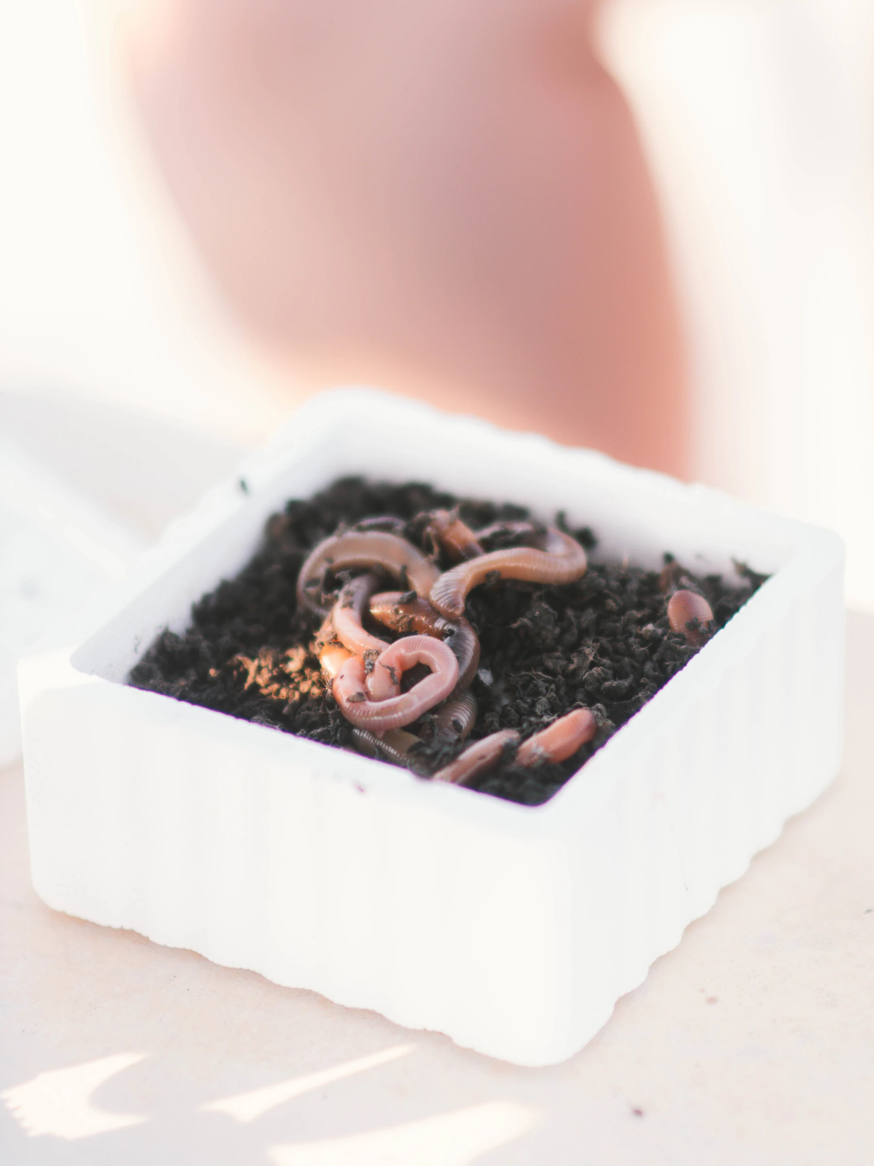 A few pink worms lying on dark bedding in a small white tub