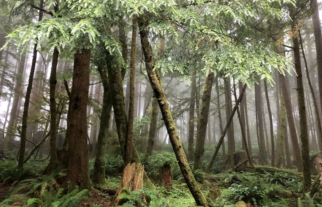 Tall trees and fern-covered ground in Ecola State Park, Oregon